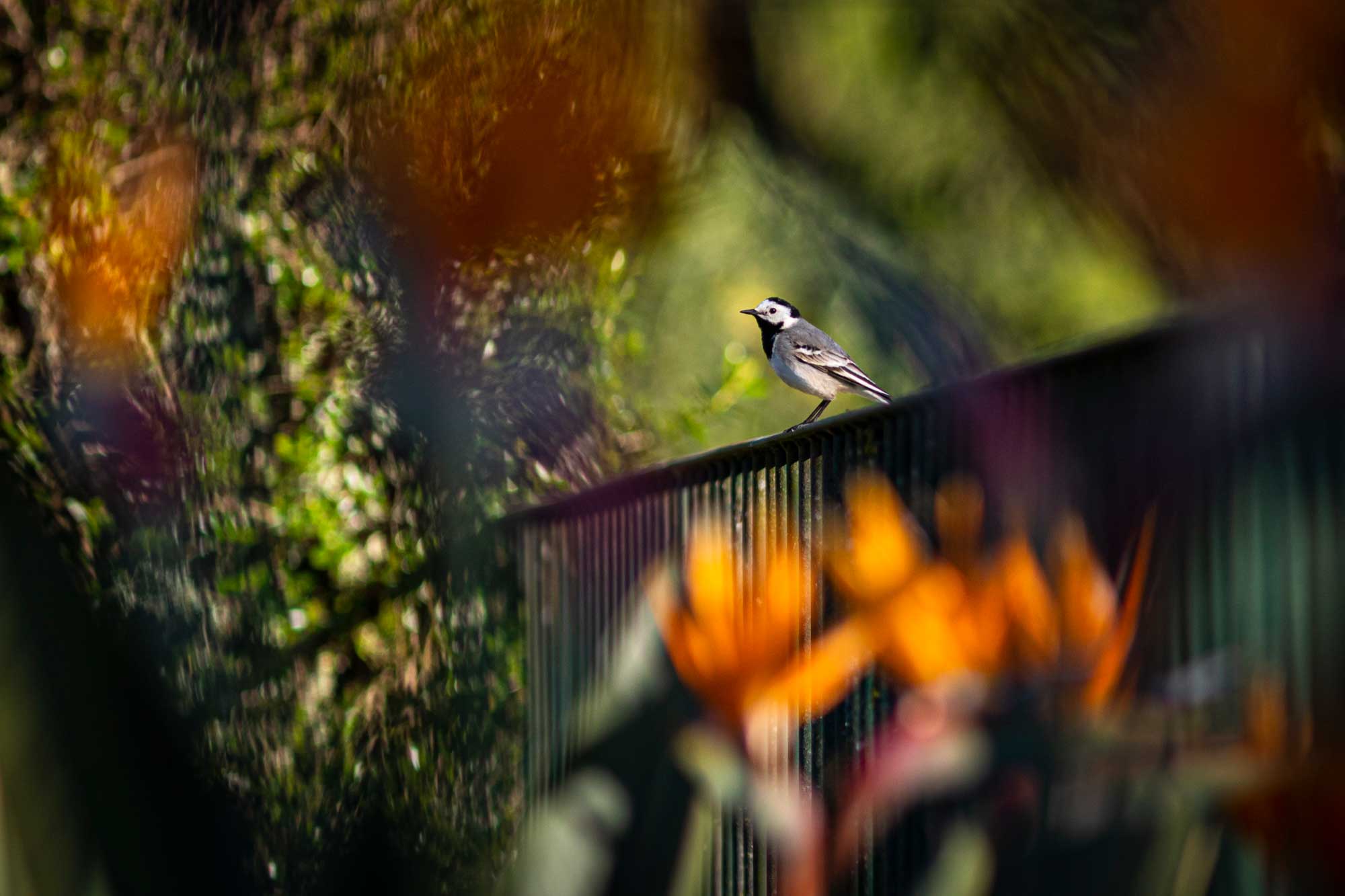 Enjoy nature in our garden