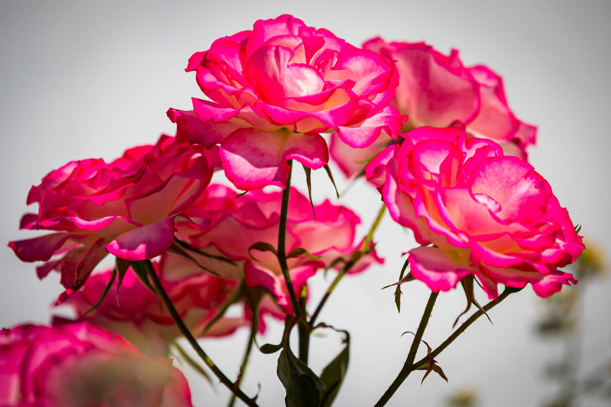 Roses in the garden