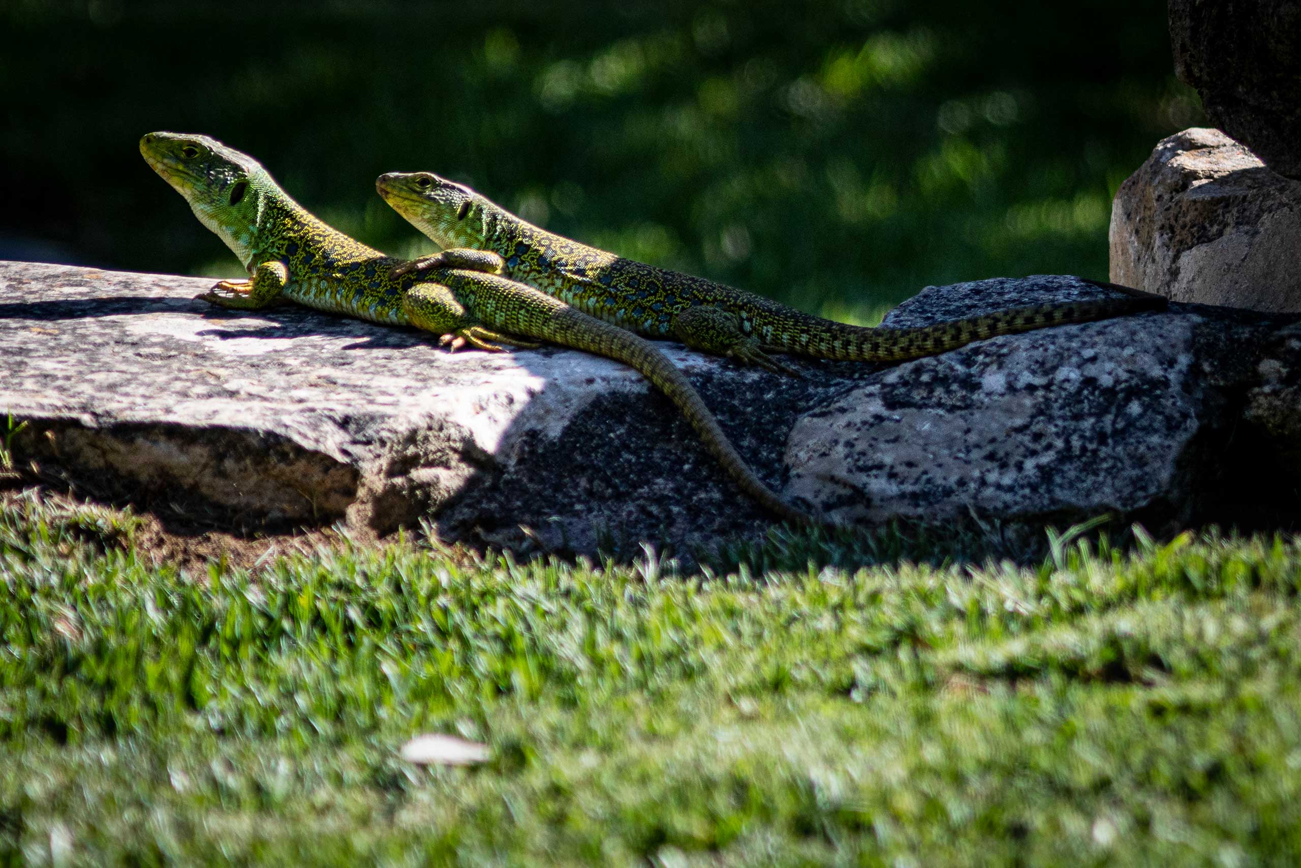 Lizards in the garden