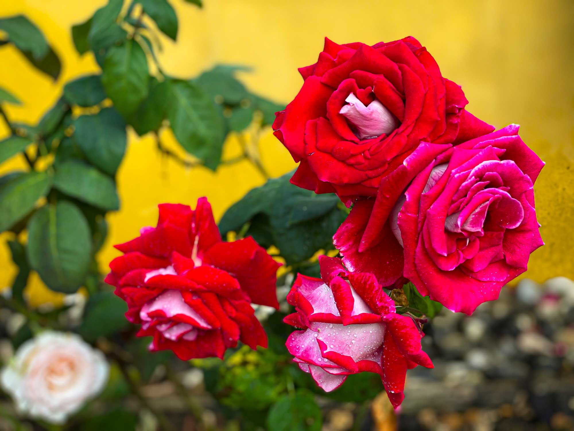 Roses