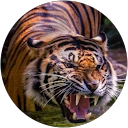 Adrian Baltatu profile picture